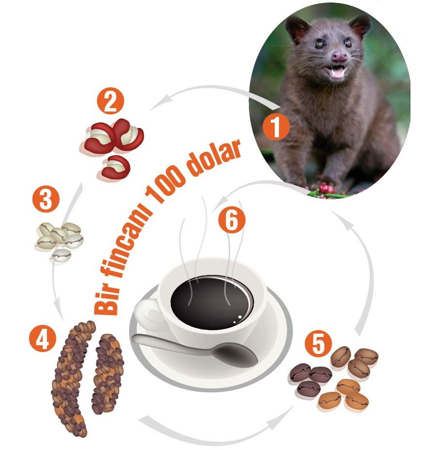 Bir fincan Kopi Luwak’ın kaç yıl hatırı vardır? FATİH ALTAYLI